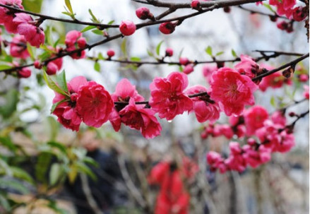 桃花节