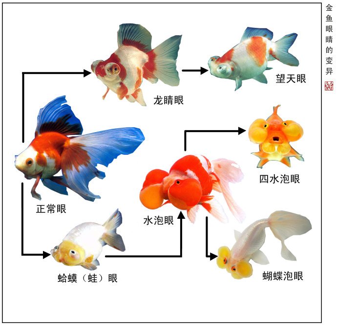 眼睛变异