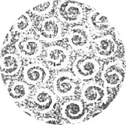 蒲纹