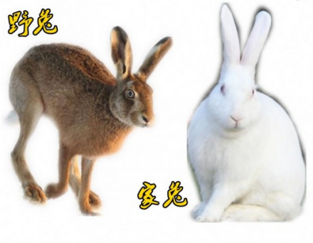 家兔和野兔