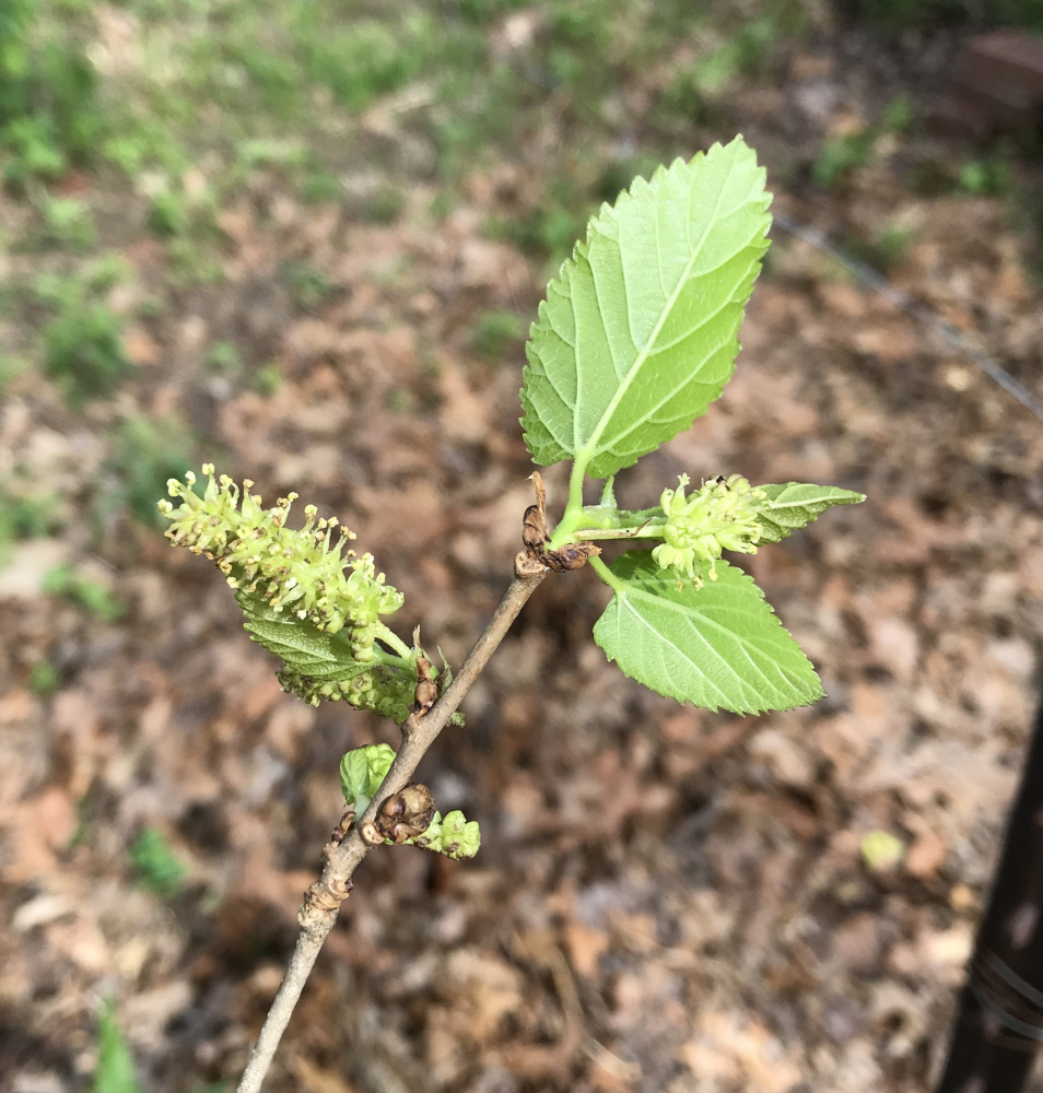 雄花序