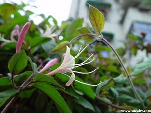 双花