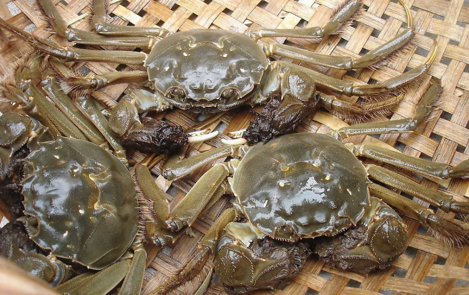 阳澄湖大闸蟹