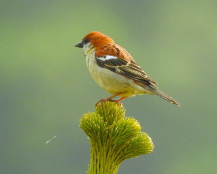 山麻雀 