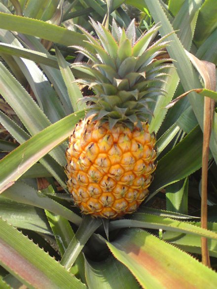 神湾菠萝