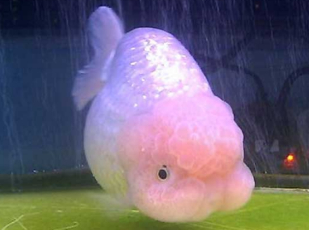 粉红虎头