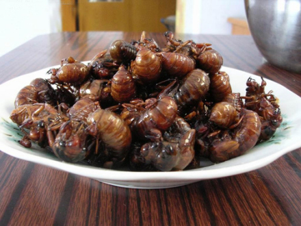 徐州奇菜——耋蟧龟（知了猴）