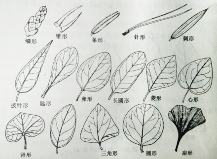 叶的外形