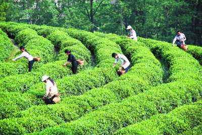 文县绿茶