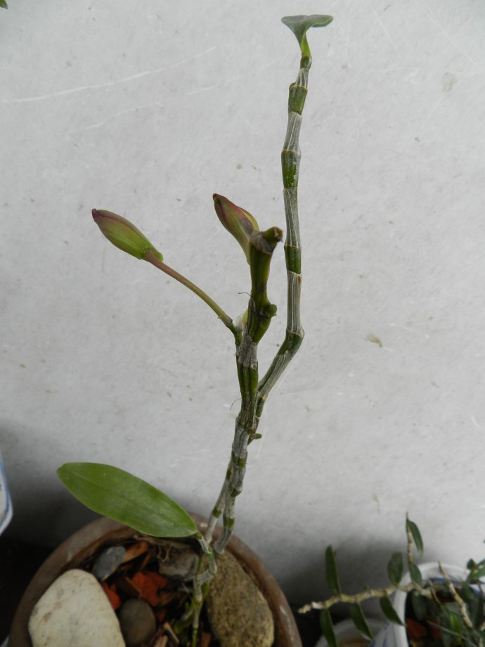 石斛的茎