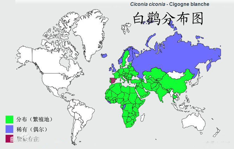 白鹳分布图