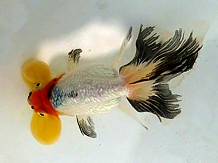 红顶宽鳍三色水泡眼