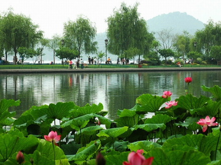 许昌荷花