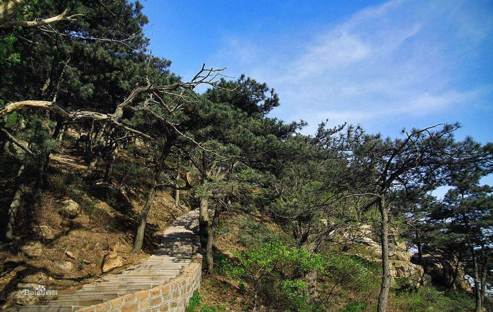 沂山山区的松林植被
