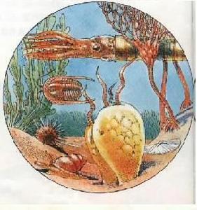 二叠纪早期生物