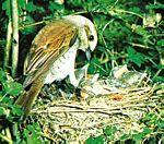 红背伯劳（Lanius collurio)