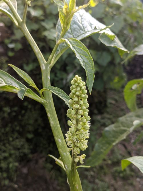 商陆的茎