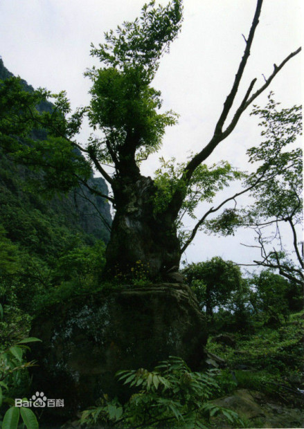 贵州毕节国家森林公园风景