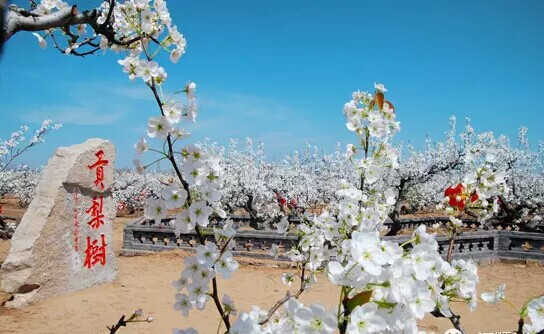 山东莱阳梨乡风情旅游区