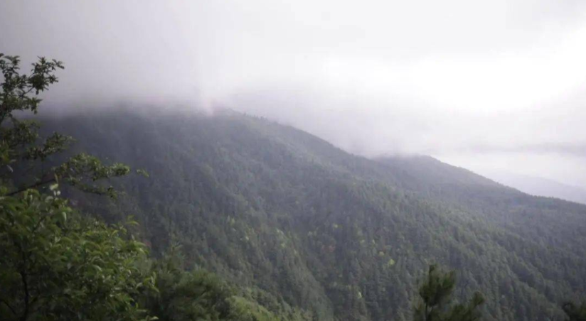 栖息环境：苍山地区