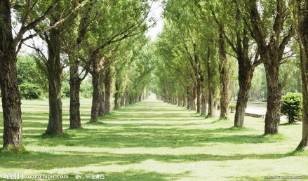 杨树