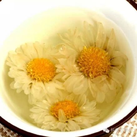 滁菊
