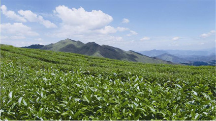 云雾茶