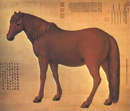 大宛骝
