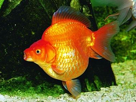 短尾紅琉金