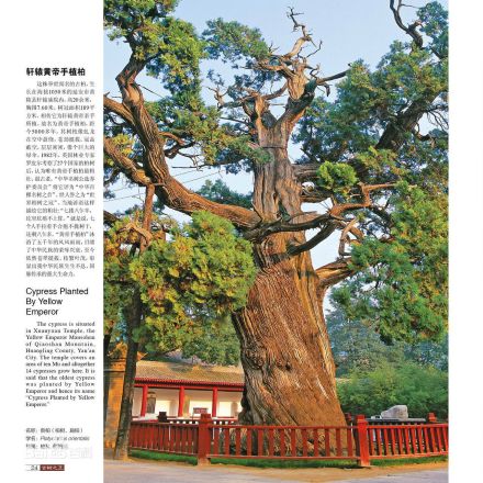 黄帝手植柏