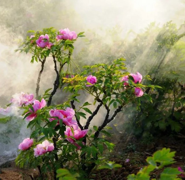 牡丹 花