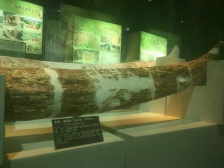 元谋剑齿象门齿化石
