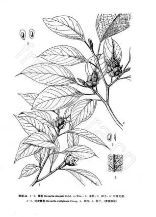紫茎线稿图 
