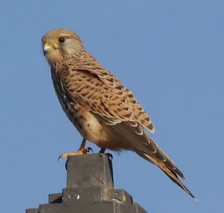红隼（Falco tinnunculus） 