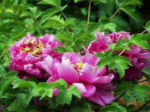 万花山牡丹花