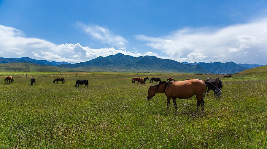 焉支山南麓大马营境内景观