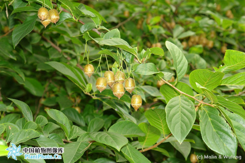 秤锤树