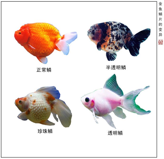 鳞片变异