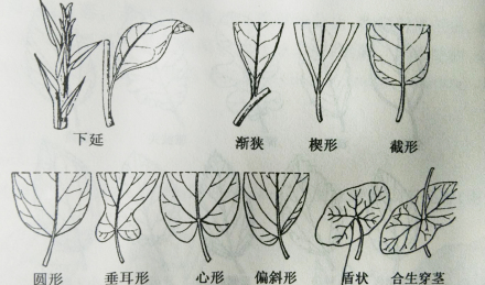 不同形态的叶基