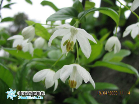 秤锤树