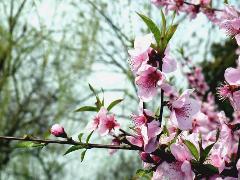 《江城子·海棠花下烧烛词》