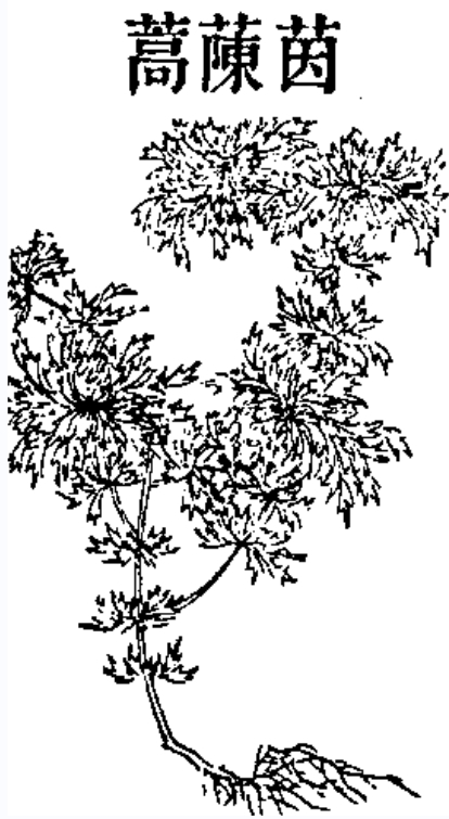 茵陈蒿 