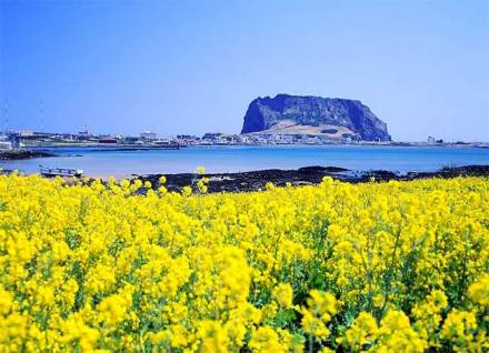 济州岛油菜花