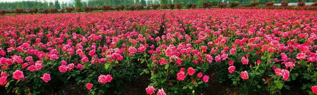 玫瑰花海