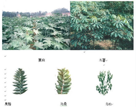 蓖麻蚕的食物