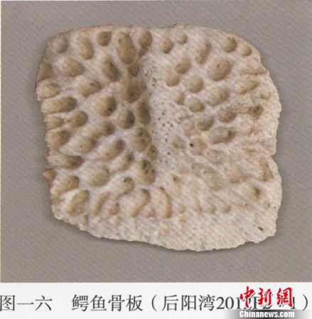 鳄鱼骨