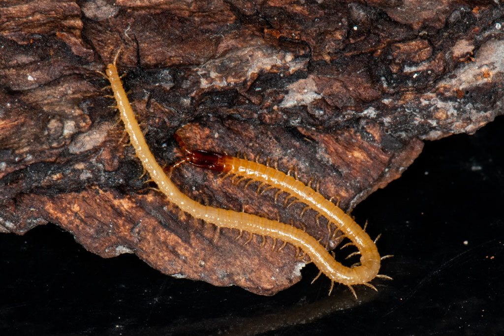 长头地蜈蚣属动物Mecistocephalus guildi