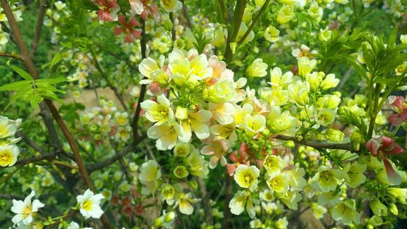靖远文冠果花