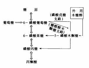 糖代谢