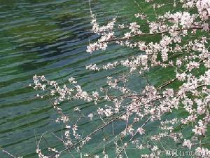 采花节
